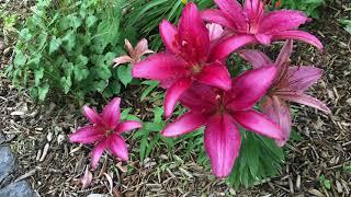 Joy Guided Meditation in English by Cristina Seaborn