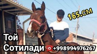 ТОЙ СОТИЛАДИ 2 Ёш НАРХИ КЕЛИШИЛАДИ МАНЗИЛ ФАРГОНА КОКОН.️+998994976272#otlar#otbozor#Uloq#chorva