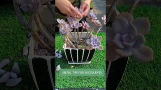 How to Actually Care for Your Succulents (Tips & Tricks)