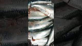 River Ilish Fish #cooking #ilish #recipe #recipe_video #shortvideo #shots #shutki_recipe