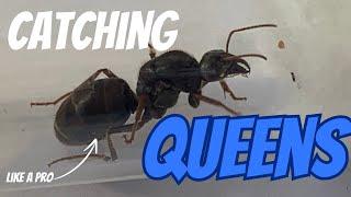 Queen Ants: How to Catch a Queen Ant!