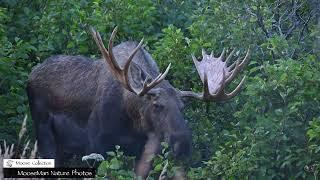 Big Bull Moose Finds Out There is Someone BIGGER #moose