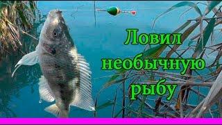 При ловле Карася клевали и цихлиды: Fishing. Ноябрь, Рыбалка на тёплом озере на поплавочную удочку