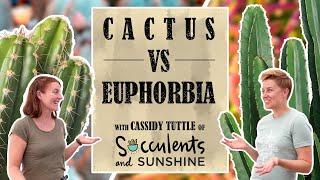 Euphorbia AREN'T Cacti! Can you Tell the Difference? With Cassidy of Succulents and Sunshine