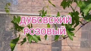 ДУБОВСКИЙ РОЗОВЫЙ. Формировка и плодоношение на пасанках