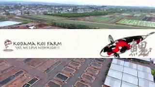 Kodama Koi Farm