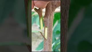 Best grafting techniques ever mulberry plant grafting #satisfying #grafting #nature #shortsfeed