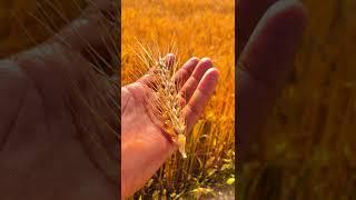 kisan ka chora like and subscribe // wait for end // #kisan #kisanputra #desichora