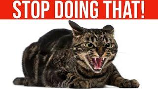 14 Things Cats HATE (NEVER Do These To Your Cat!)