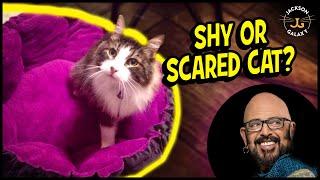 THE Key to Helping Your Shy or Scared Cat