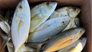 Yellow Jack fishing for BEGINNERS! EASIEST way to catch them while Bridge Fishing in the FL Keys!