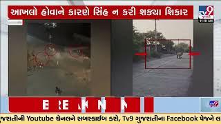 આખલાને 4 સાવજોએ ઘેર્યો, વીડિયો વાયરલ | Amreli | Gujarat | TV9Gujarati