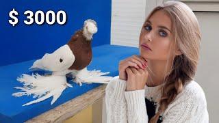 Я дала за $10,000 долларов! Двухчубые голуби. Tauben. Pigeons. Palomas. Pombos. 비둘기.