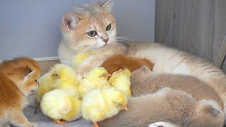 Cat Xaxa is a qualified mother of kittens and chicks, She tries to carry chicks back to nurse them