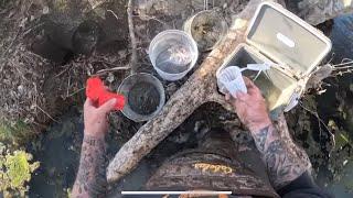 Minnow trapping and pond update!!