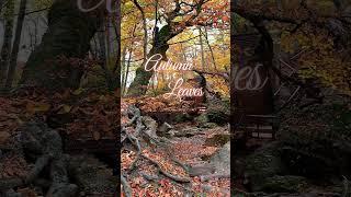 癒しの動画 -カフェ・ボッサ～ジャズ・ギター- #bgm #ヒーリング