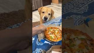 Leo ne mera pizza kha liya #shorts #minivlog | Anant Rastogi