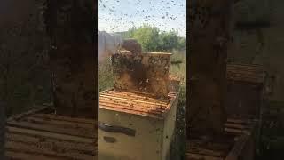 Как мы получаем идеального качества пергу