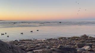 Labrador Limits !( labrador duck season opener )