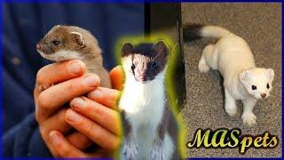 Keeping Stoats as Pets | Short-tailed Weasel/Ermine as Pets