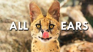 Servals Are Like 90% Ears