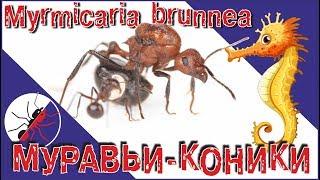 Муравьи Myrmicaria brunnea. Муравьи коники, муравьи лошадки