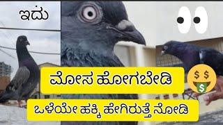 how to chose good pigeon in kannada 