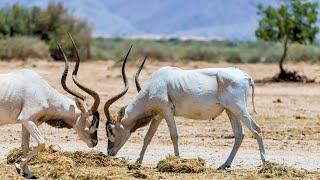 Addax or White Antelope: A Critically Endangered Species of Antelope