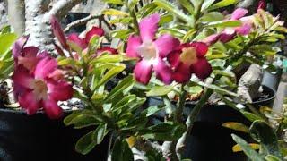 Live sale adenium dan sansevieria bosku #adenium #sansevieria #kamboja #