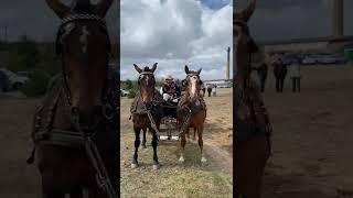 Carriages show, horses, in the Lithuanian countryside village