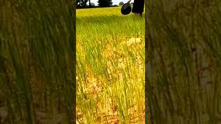 #fishing #fish #fishing life ##natur #outdoors #carpfishing #fishingi #My life yaya #shorts #reels