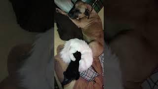 #ютуб #подпишись #прохождение #cat #dog #music