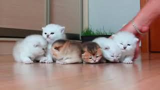 6 kittens (part 2)