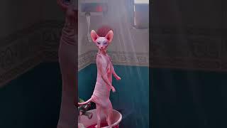 Billi's bathing video went viral‍️ #funny #comedy #pets #cat #funnyshorts #shorts #trending