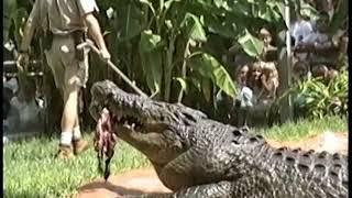 Gomek, giant Saltwater Crocodile, Feeding Show