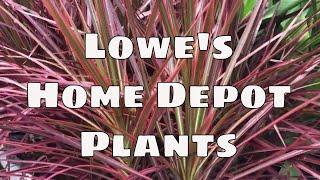 Lowes &  Home Depot Plant Shopping Trip / Indoor Outdoor Tropical Plants House Plants