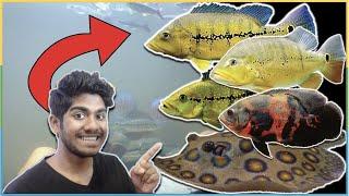 I Bought $2000+ worth of MONSTER FISH! Freshwater Motoro Stingray, Peacock Bass + MORE!