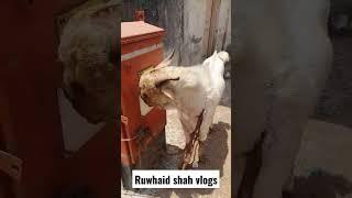 #deonarbakramandi #reels #bakraeidspecial #bakra #deonardiaries #vlogs #sojatgoats 27 May 2023