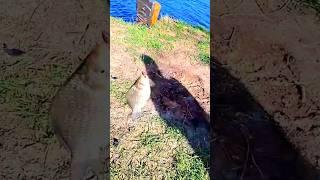 Рыбалка в Чечне и в Европе