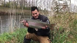 Veľký pstruh chytený na malej rieke.Big trout from small river.