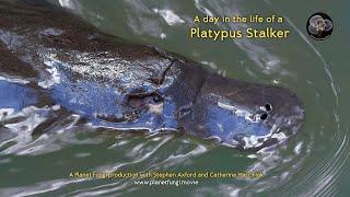 Day in the life of a platypus stalker