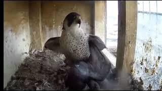 Peregrine Falcon Kills Pigeons That Break into its Nest (No Sound)