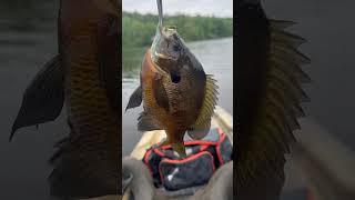 Pretty bluegill