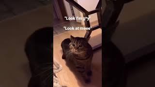 СМЕШНЫЕ ФРАЗЫ ГОВОРЯЩИЙ КОТ #смех #мемные #коты #cat #meme #memes #funny #short #shorts #shortvideo