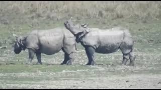 Mating Behavior of Indian Rhinos