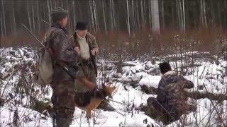 Охота по первому снегу . Русские гончие Сигнал (Плакуня) и  Рада 8 мес. вл. Шатров В.А.