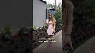 magsad.kiev.ua096707-40-47 Магія саду Катерини Кордун #ландшафтныйдизайн #ландшафткиїв #домисад #сад
