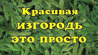 Ровная живая изгородь за 10 минут.