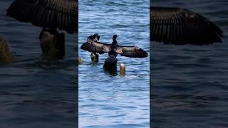 Great cormorant — diving seabird. Black cormorant drying its wings #shortsvideo #TravelVlog #shorts