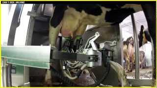 GEA Farm Technologies - MIone Multi-Box Automatic Milking System